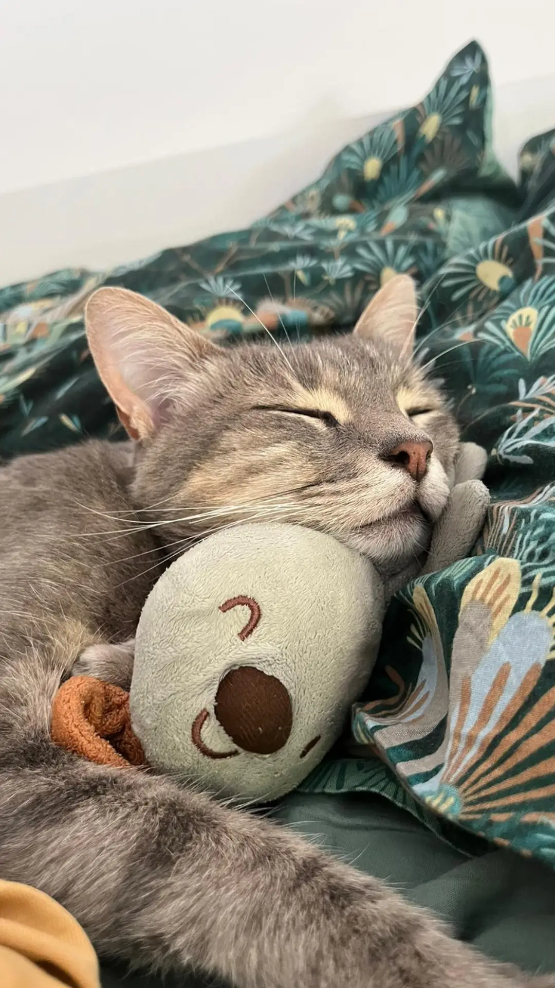 Chat qui dort l'école des bandits